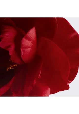 CHANEL REVITALISIERENDE CREME GLÄTTET - POLSTERT AUF - SCHENKT EIN ANGENEHMES HAUTGEFÜHL 50g 4 CHANEL REVITALISIERENDE CREME GLÄTTET - POLSTERT AUF - SCHENKT EIN ANGENEHMES HAUTGEFÜHL 50g – Bild 3